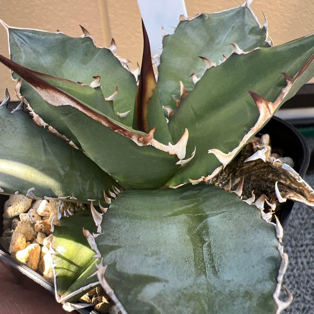 アガベ チタノタ オテロイ実生 - メルカリ