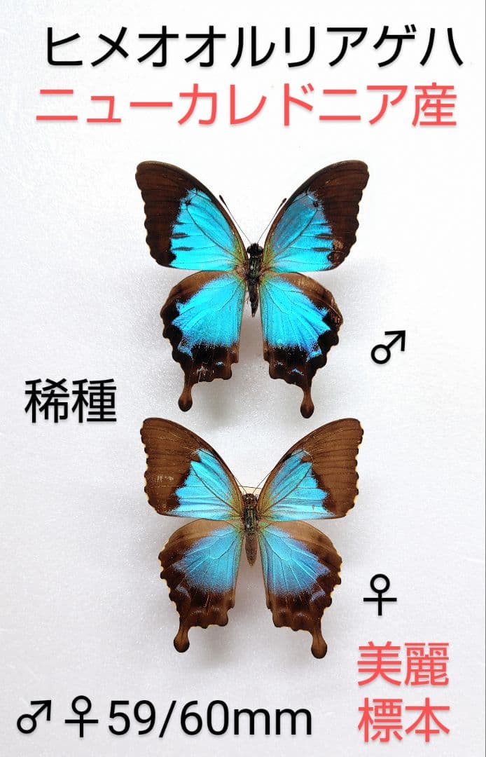 ヒメオオルリアゲハ ♂♀標本 ★ニューカレドニア産★激レア標本・入手困難エリア soprano_lis-119018