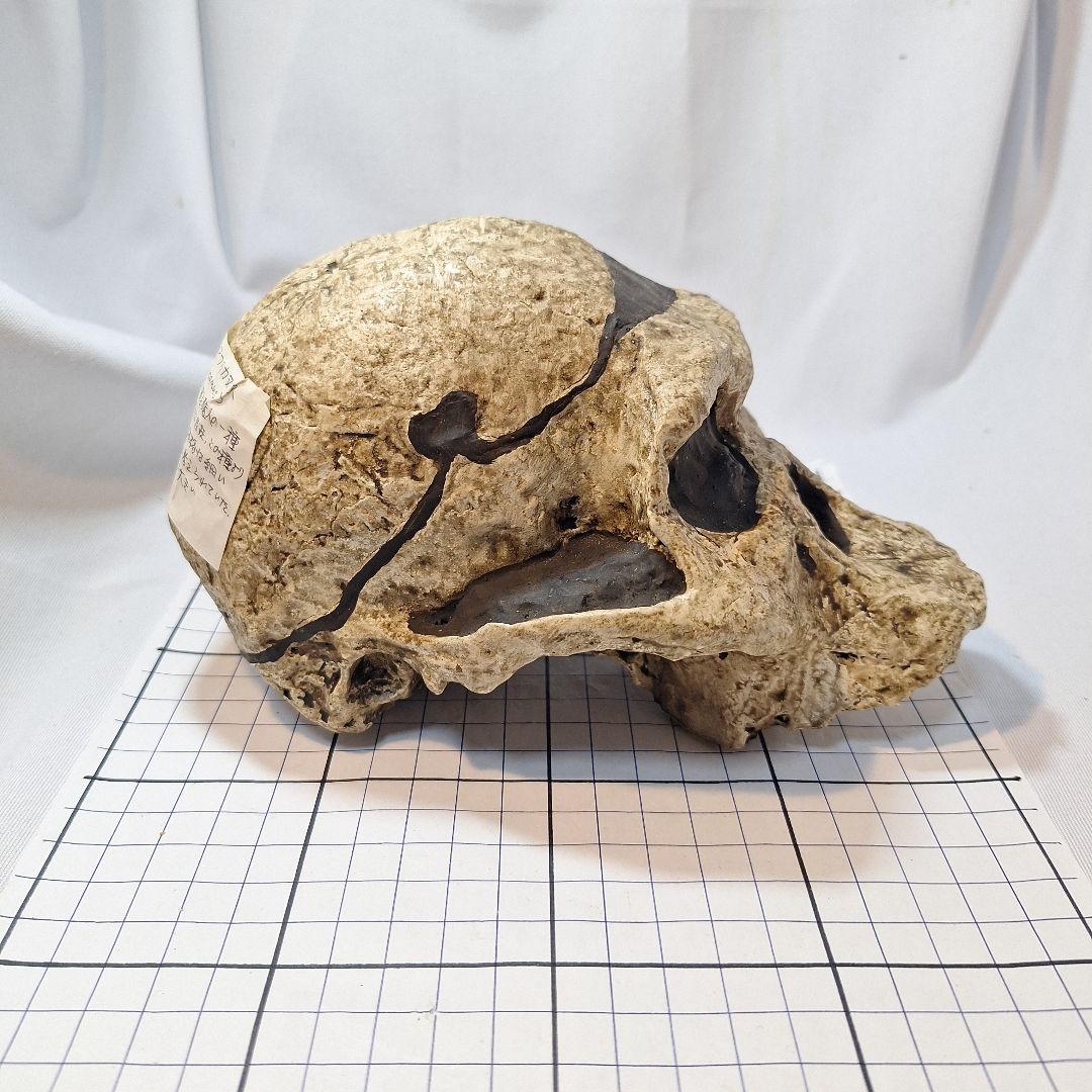 アウストラロピテクス·アフリカヌス実物大模型 - メルカリ