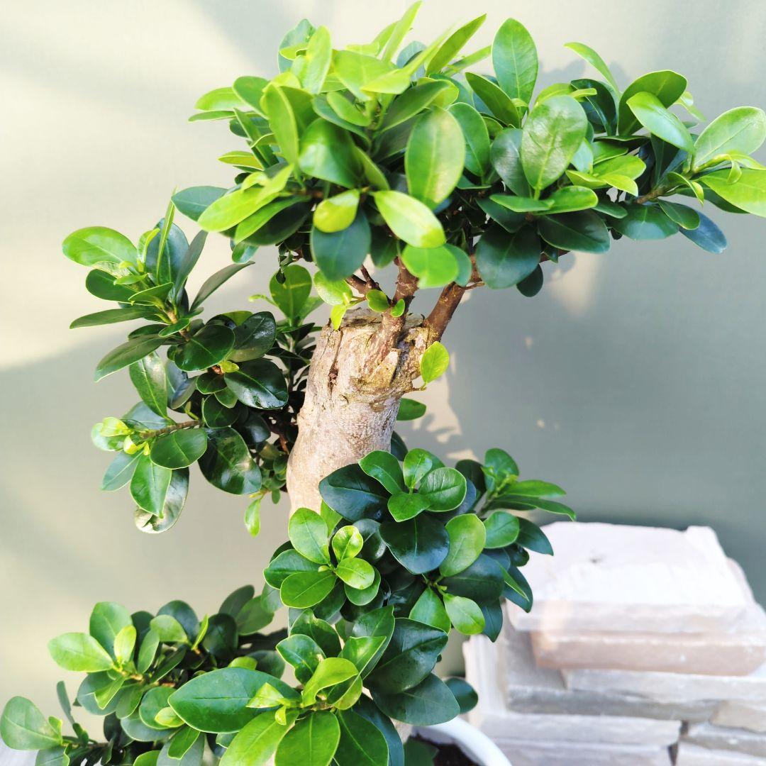 現品》太い幹 ガジュマル曲がり 昇り龍 - メルカリ