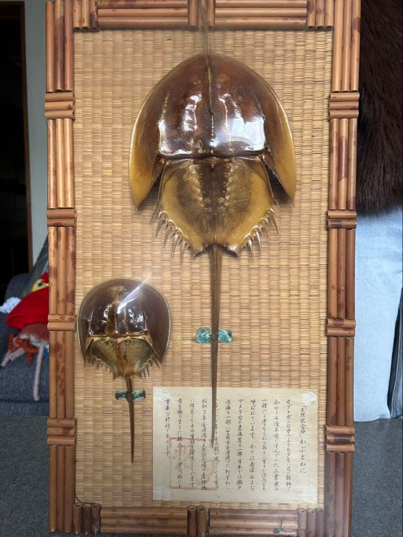 カブトガニ標本 大小2体セット カブトガニ標本 | THE STUDY ROOM