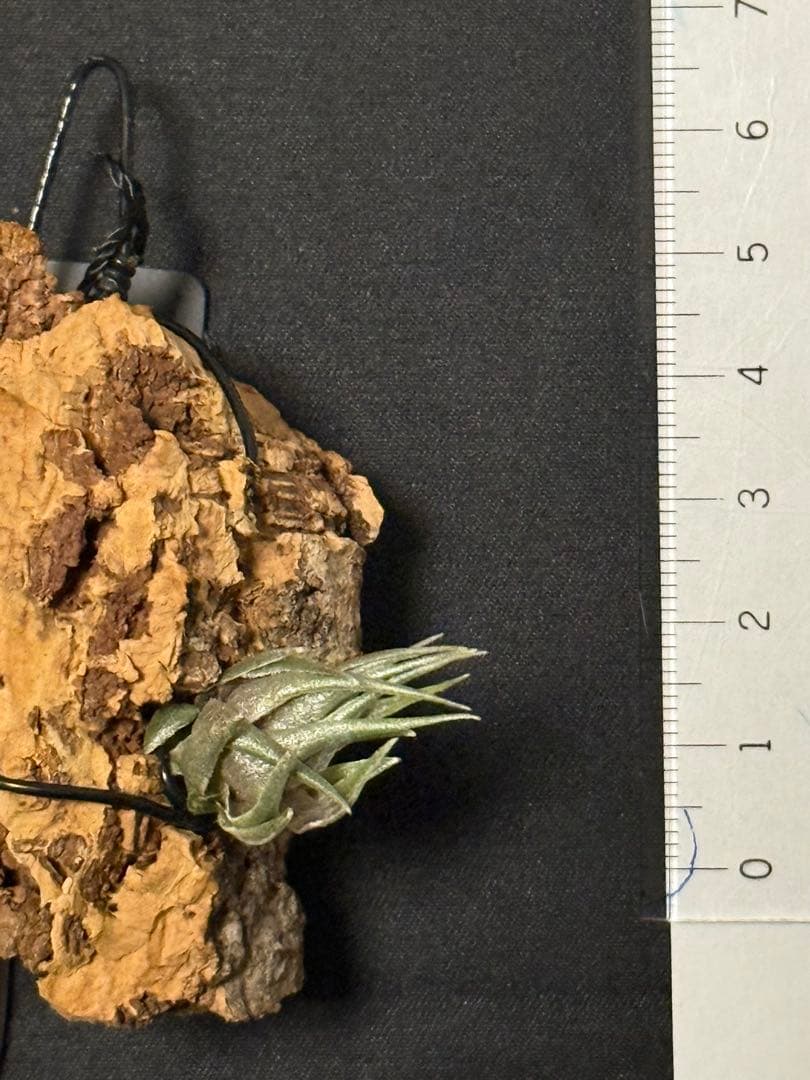 Tillandsia kautskyi (たゆみま由来) - メルカリ