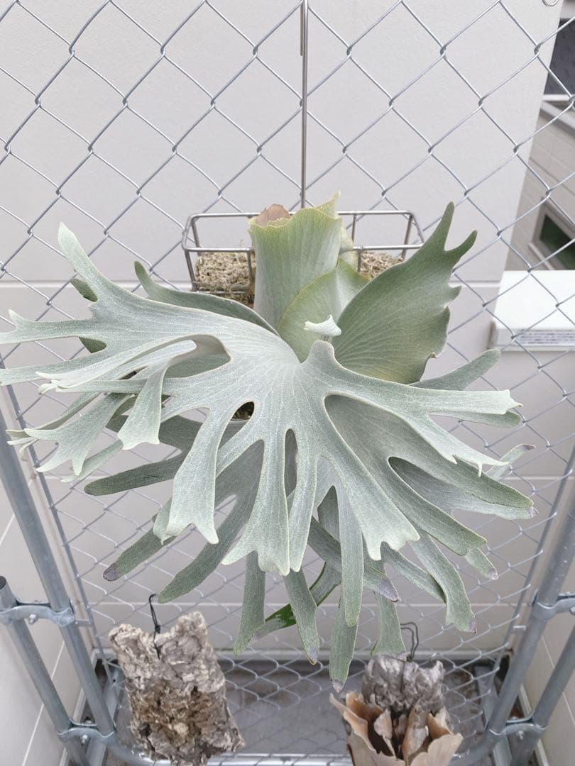 ビカクシダ　ホワイトギズモ　White gizmo P.White Gizmo sporling. ビカクシダ ホワイトギズモのコルク付け