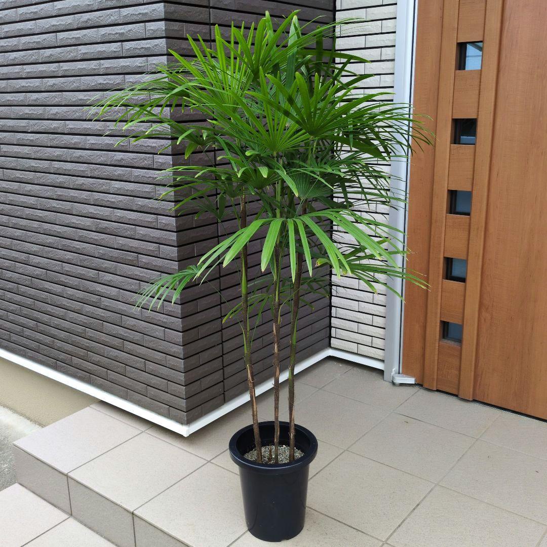 大型！観葉植物 棕櫚竹 シュロチク 開運招福 8号鉢