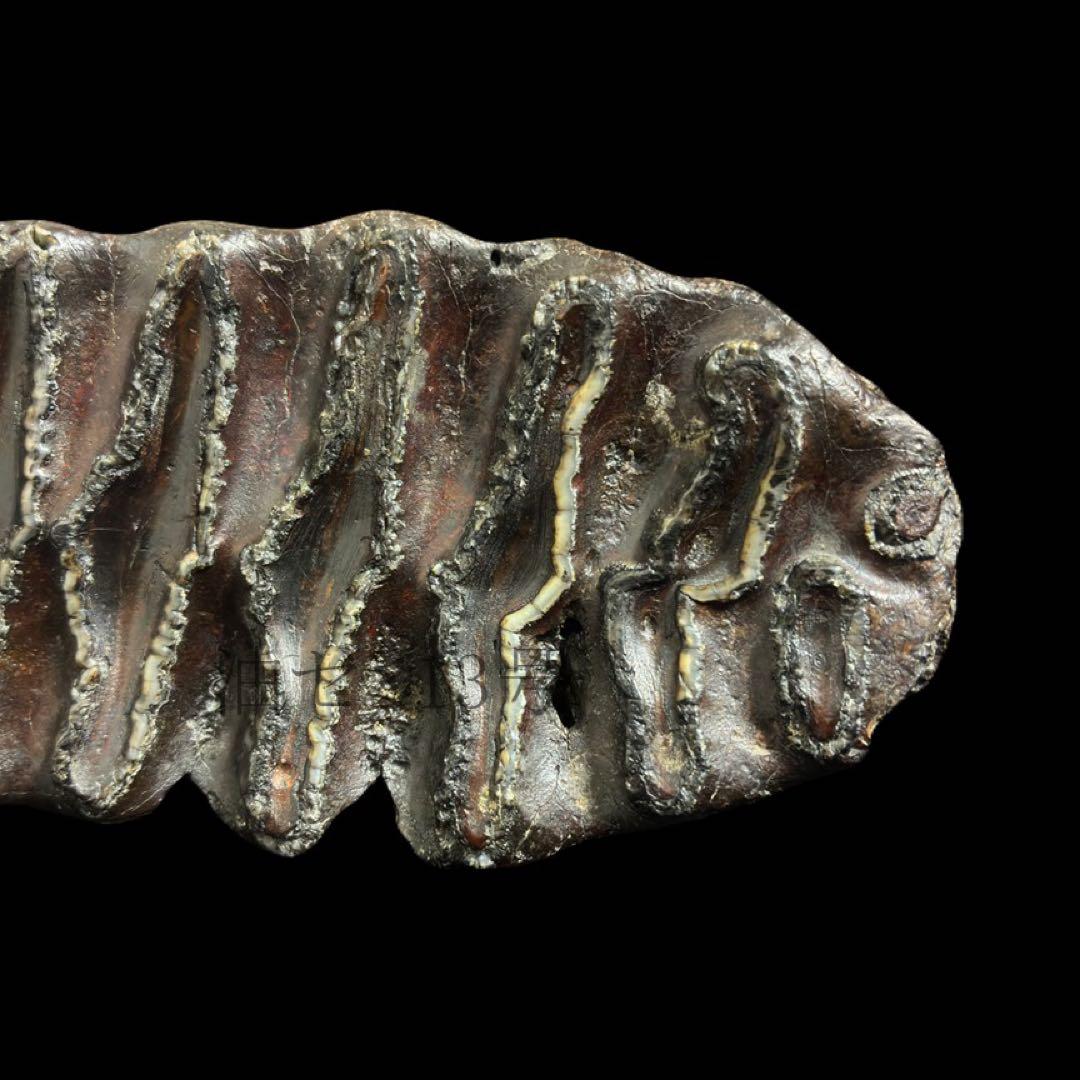 ナウマンゾウ 臼歯 化石 標本 コレクション - メルカリ