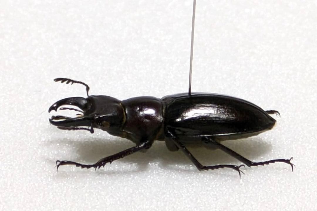昆虫標本】ミクラミヤマクワガタ 標本 野生 ワイルド 黄紋型 - メルカリ