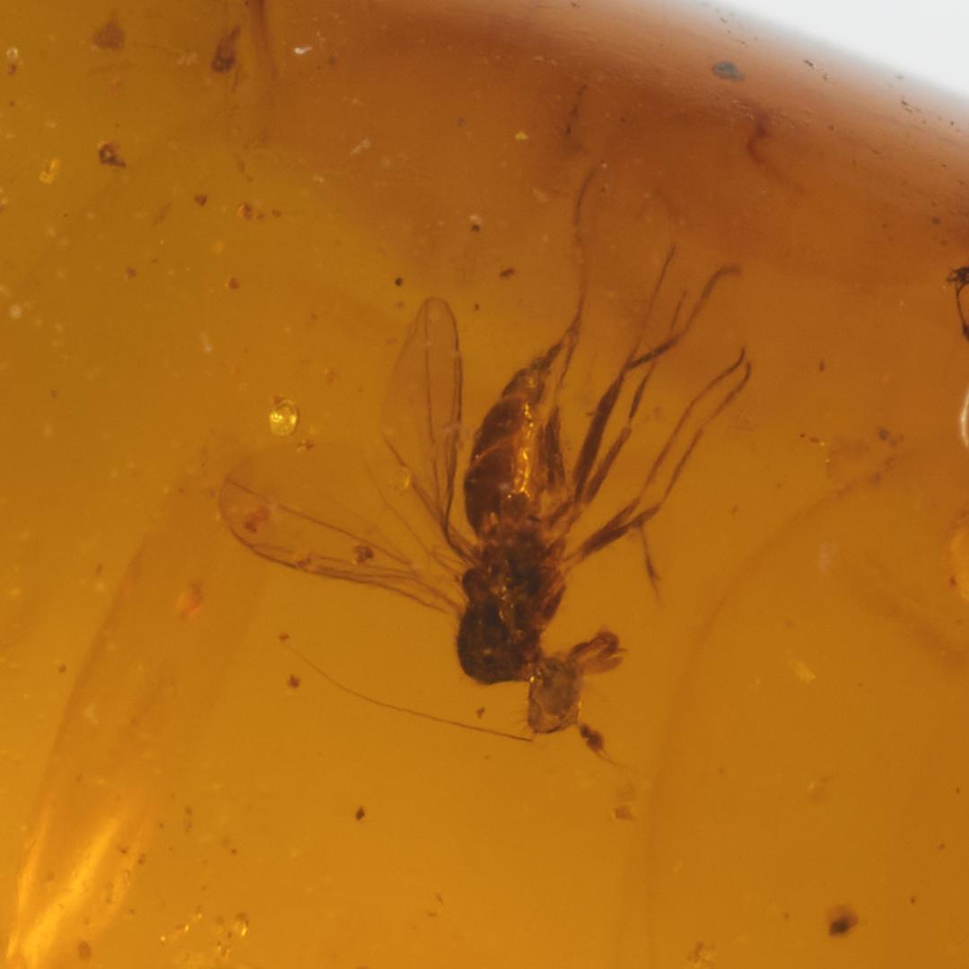 ZB340虫入り琥珀化石 ミャンマー カムティかタナイ産 9900万年前