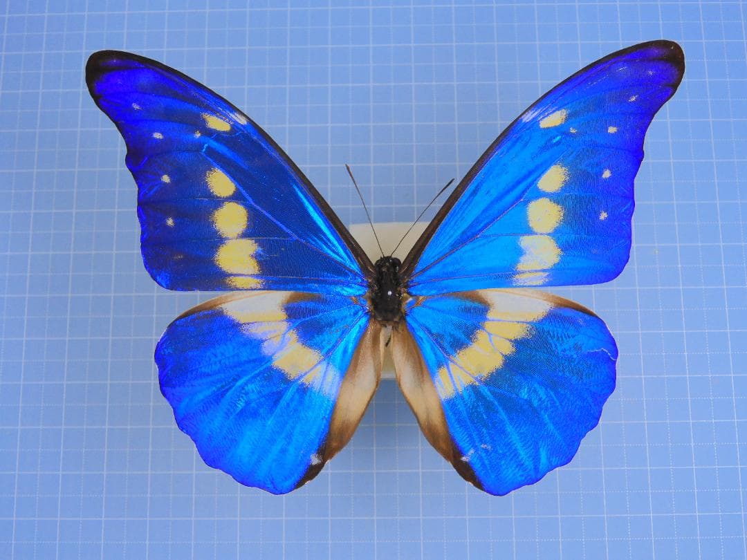 標本 Peru Morpho helena 115mm BicBugs Morpho helena framed pair male female orange blue white