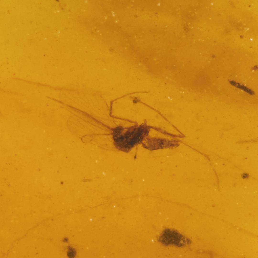 ZB327虫入り琥珀化石 ミャンマー カムティかタナイ産 9900万年前