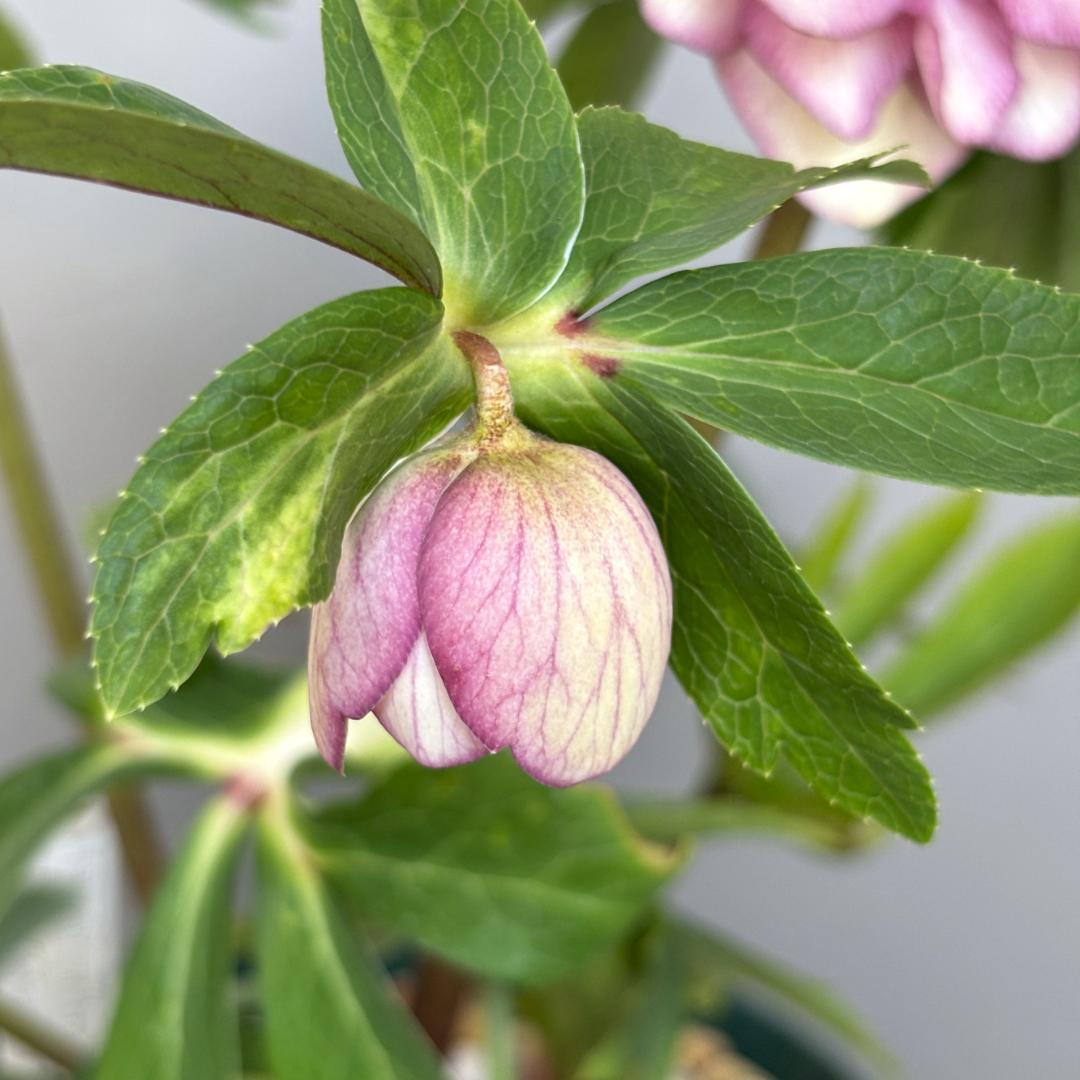 クリスマスローズ♡DDプリマヴェーラピンクゴールド♡加藤農園 - メルカリ