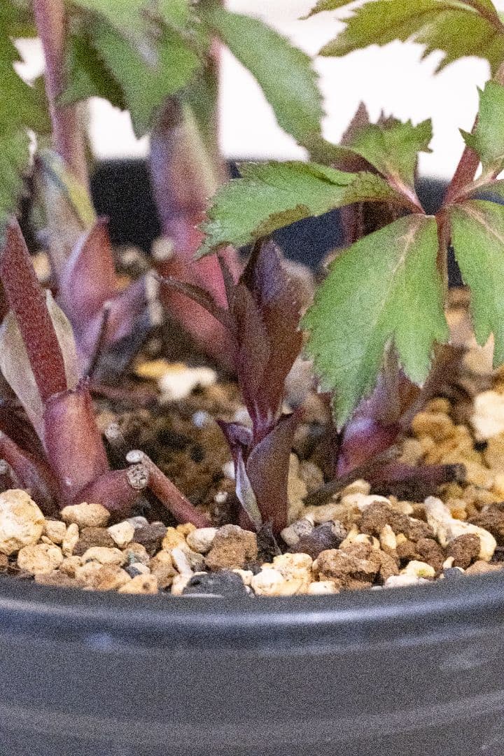 クリスマスローズ 大木ナーセリー オキシデンタリス系いろはsd - メルカリ