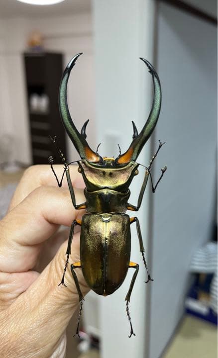 エラフスホソアカクワガタ標本99㍉修理あり - メルカリ