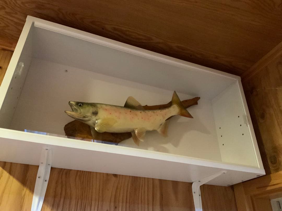 山女（天魚・アマゴ）の剥製380~90mm 尺オーバーsize…No1 - メルカリ