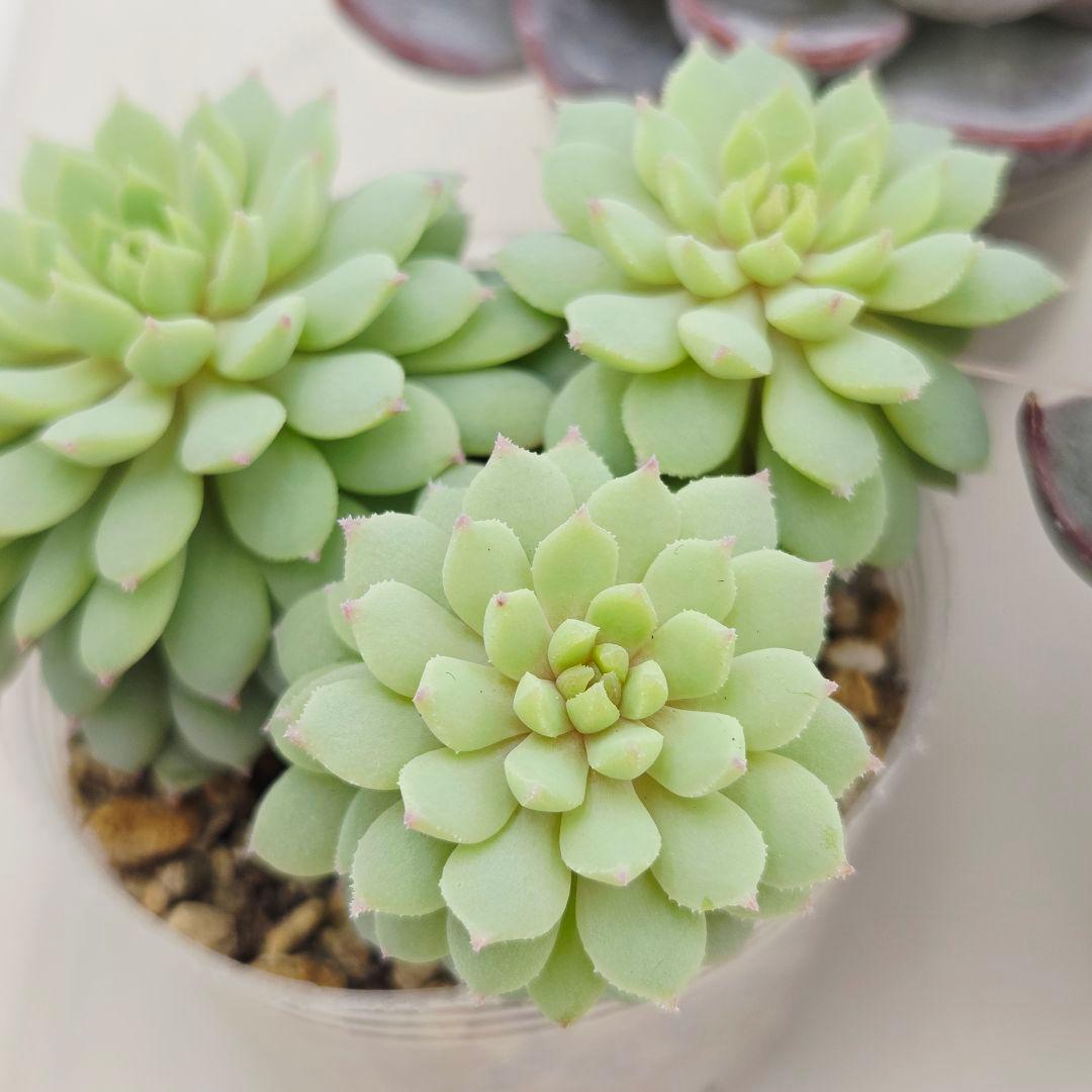 か*え様 ㊲大きめ苗! 桜鬼❣️ちょこん❣️華切子❣️おらいさん発根済 6苗 メ