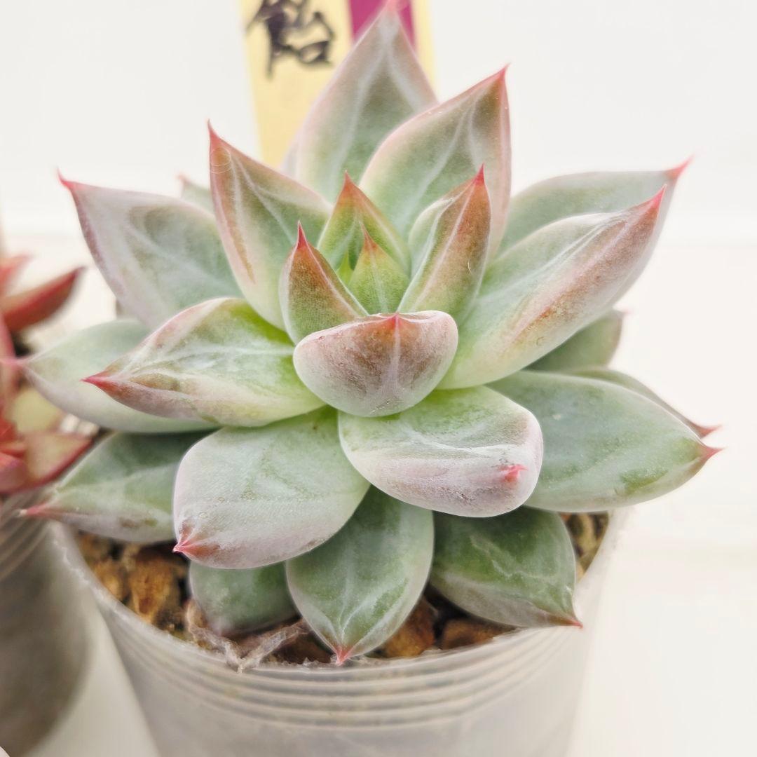 か*え様 ㊲大きめ苗! 桜鬼❣️ちょこん❣️華切子❣️おらいさん発根済 6苗 メ