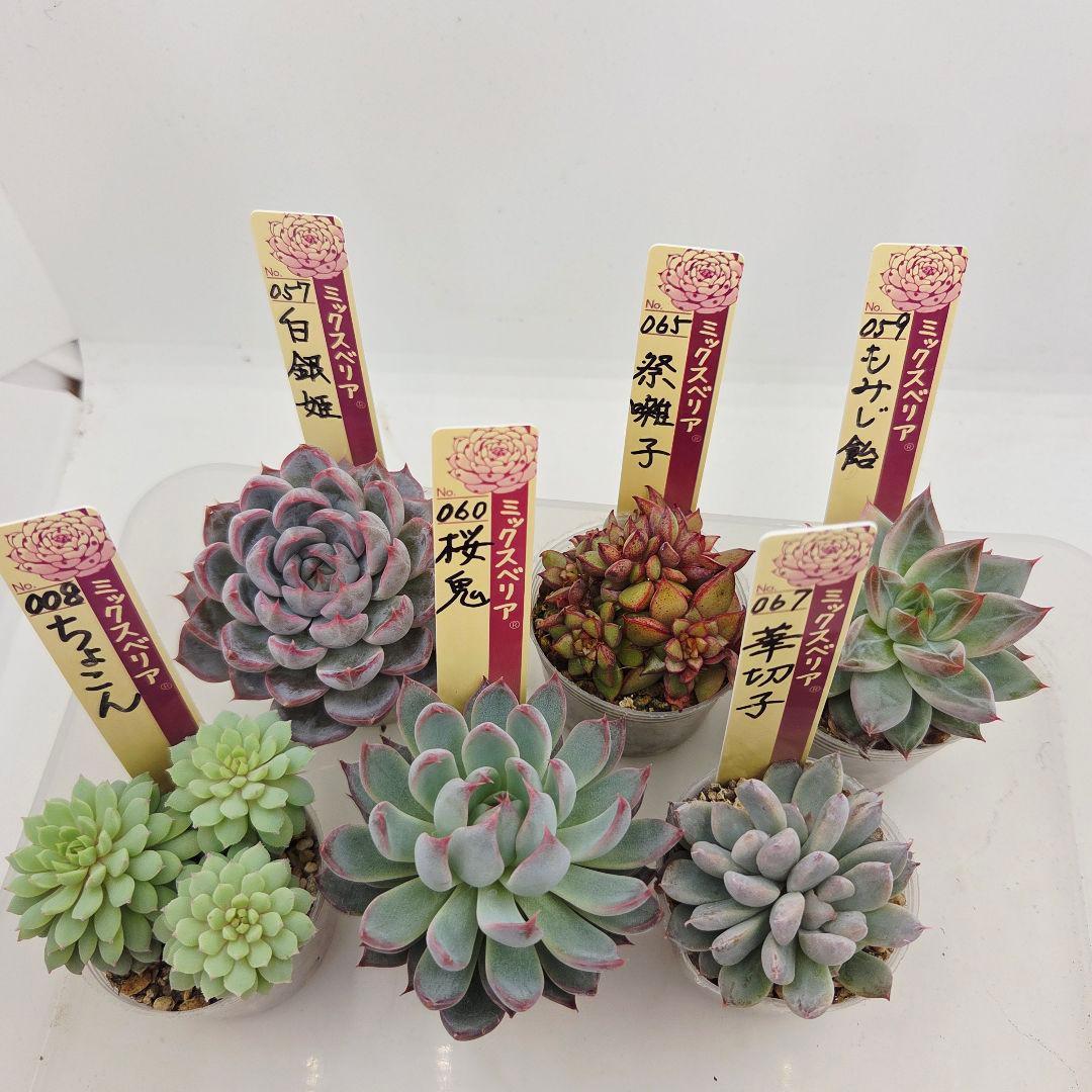 か*え様 ㊲大きめ苗! 桜鬼❣️ちょこん❣️華切子❣️おらいさん発根済 6苗 メ