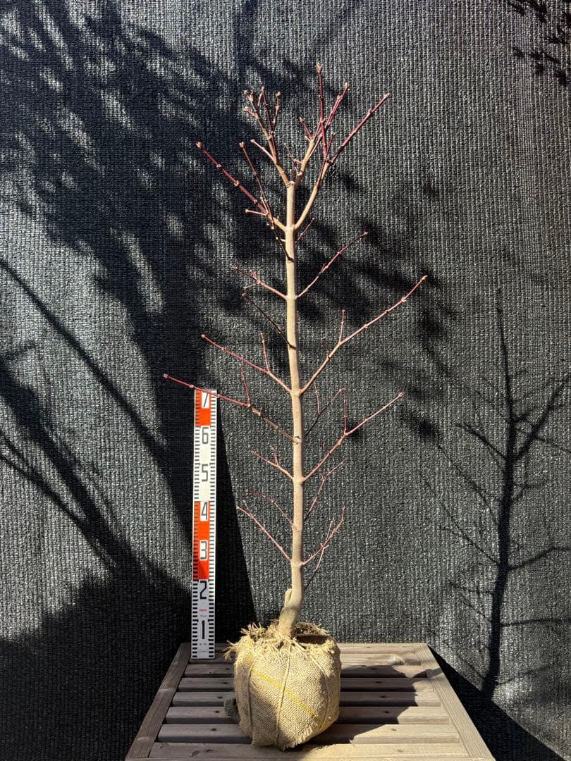 ◇タイサンボク リトルジェム◇シンボルツリー◇レアな接木苗木◇の