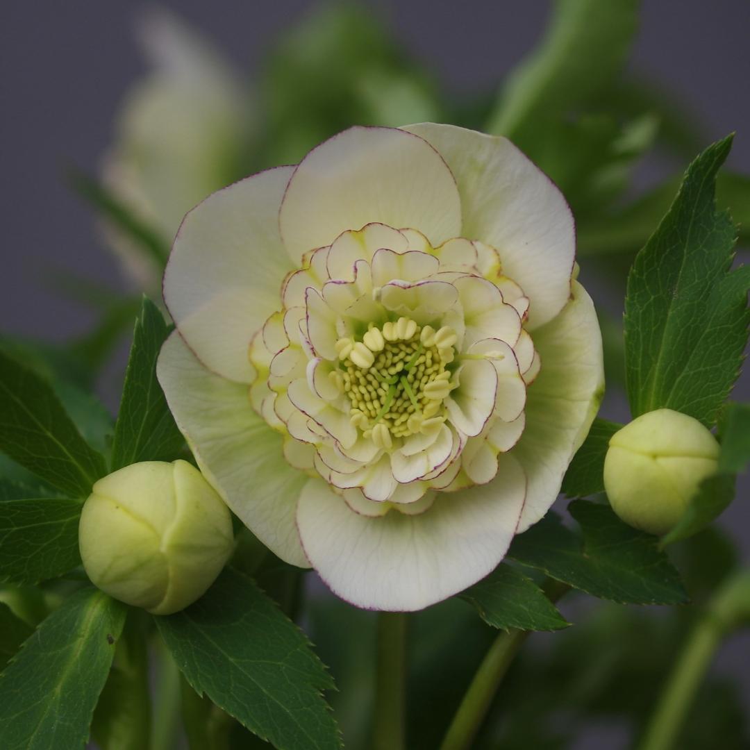 7277 認定！モーリー大株 クリスマスローズ開花 加藤農園 - メルカリ