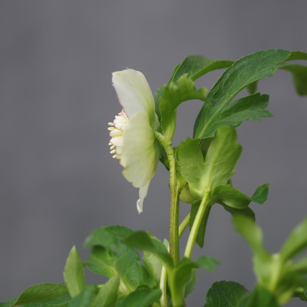 7277 認定！モーリー大株 クリスマスローズ開花 加藤農園 - メルカリ