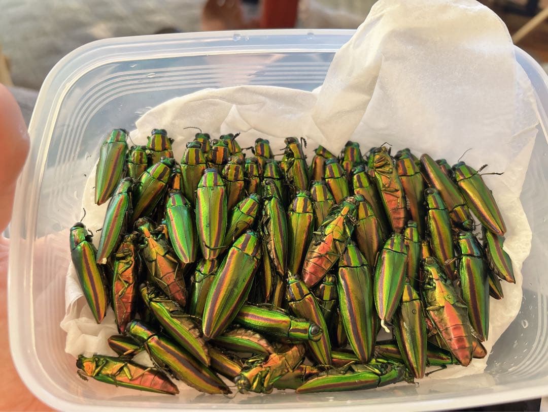 ジ*ン様 昆虫標本 緑色と金色の光沢 タマムシ約50匹 タマムシ 玉虫 美しい緑色と金色の光沢の昆虫標本 約30匹 - メルカリ