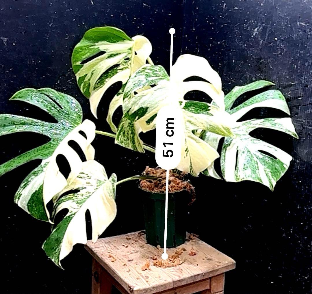 極美斑入り モンステラ ホワイトタイガー 51cm 希少 人気 観葉植物の