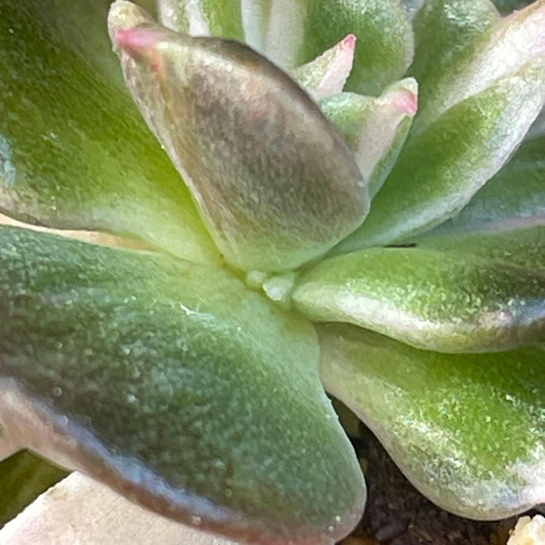 専用！ 高級品種 稀少 インドネシア多肉 プリンス錦3点セット 速達代付