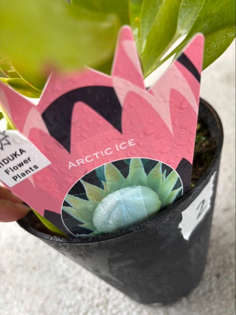 プロテア　アークティックアイス　希少　2