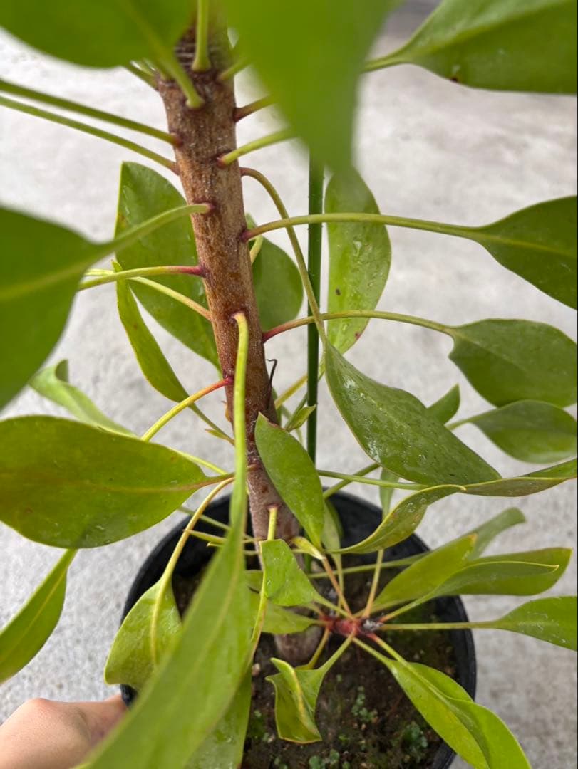 プロテア　アークティックアイス　希少　2