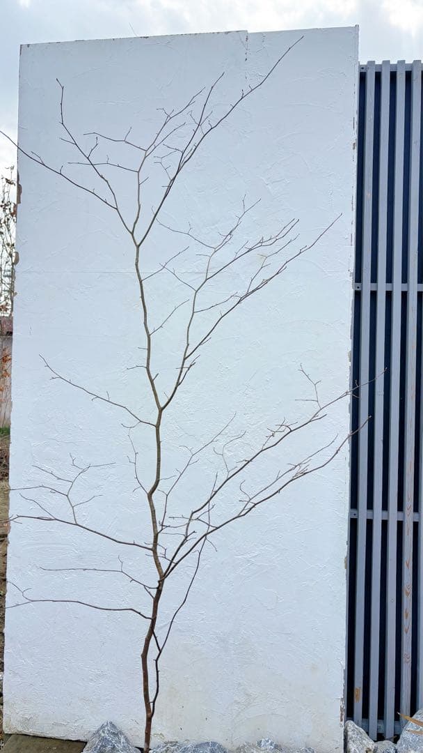 超逸品。山採りシロモジ2.3M(鉢底から)品番C - メルカリ