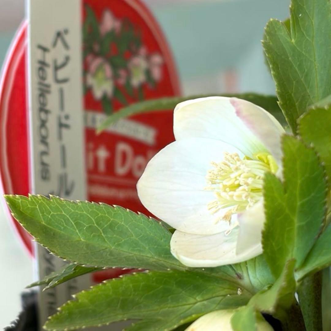 【横山園芸】クリスマスローズ ベビードール　 プチドール《1/8》ホワイト系