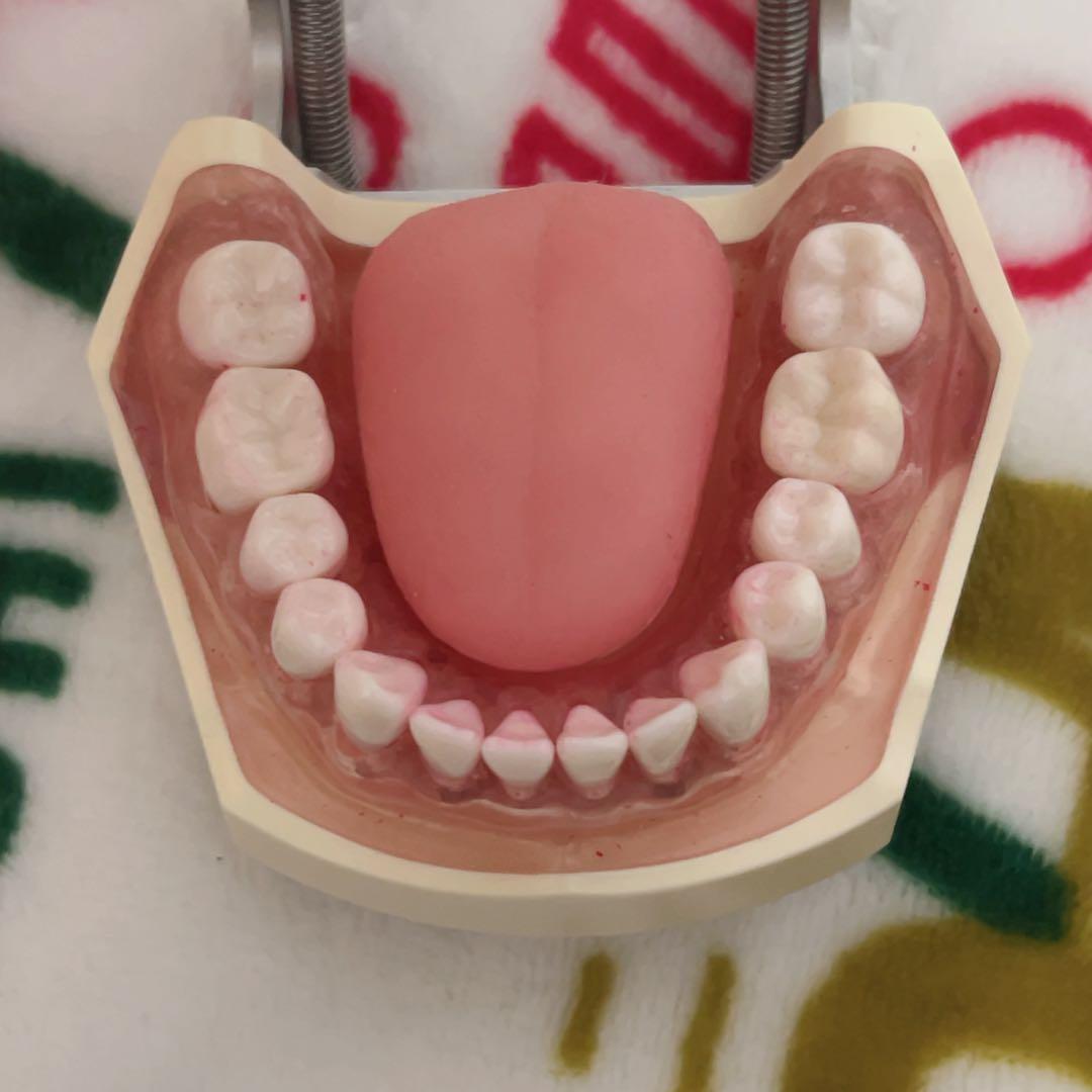 NISSIN 顎模型 歯科衛生士 歯科医師 歯科 - メルカリ