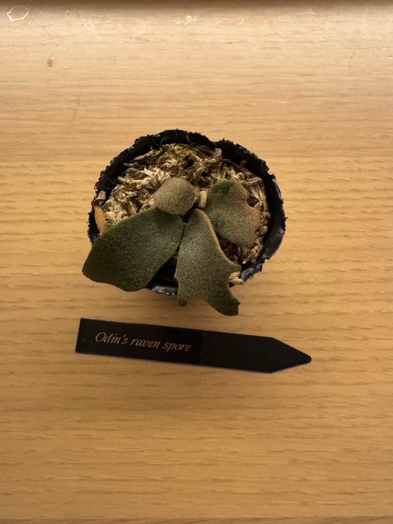 ビカクシダ P.Odin's Ravens spore(yellow moon dwarf) P. willinckii “Yellow Moon Dwarf”（YMDS）のご紹介🌙 最近ビカクシダ