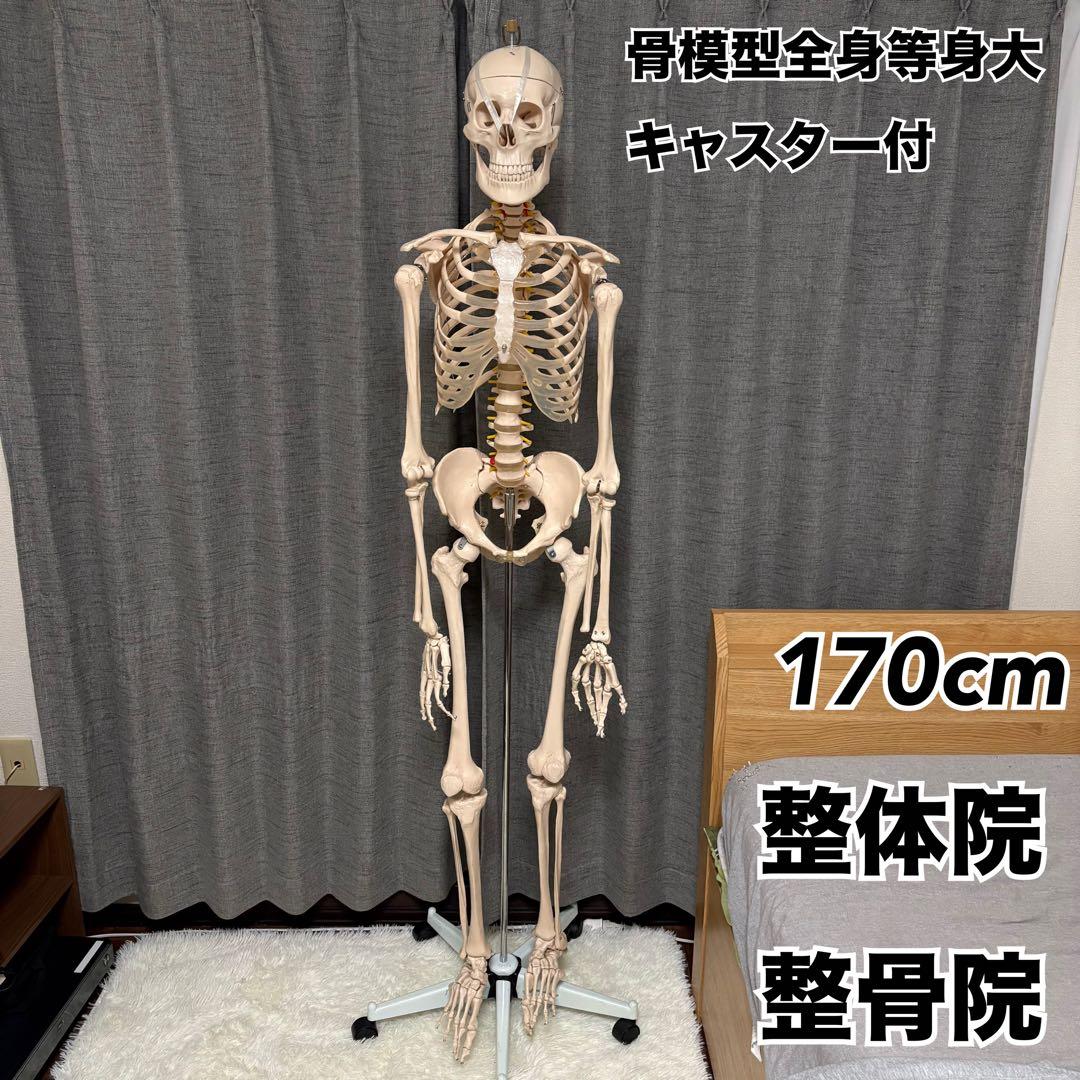骨模型　全身　等身大　キャスター付　整体院　整骨院 楽天市場】【国際規格認証品】 等身大 人体模型 骨格模型 170cm