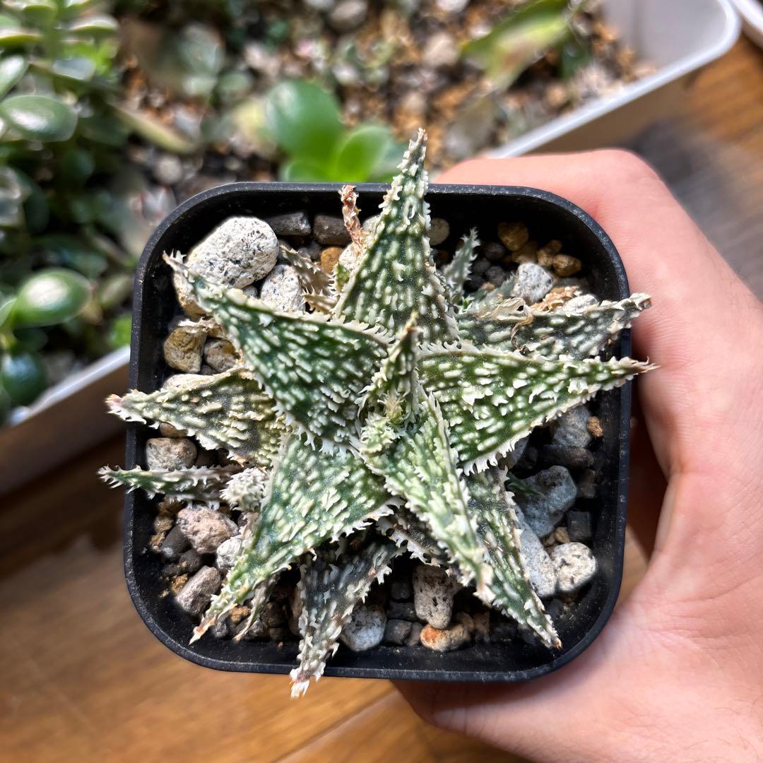 アロエ ゴジラ ロウルサンコ産 子株6個付き - メルカリ