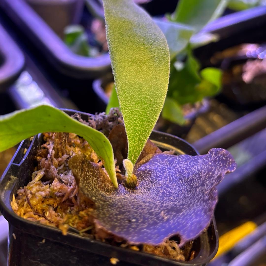 ウィリンキー原種、胞子培養 - メルカリ