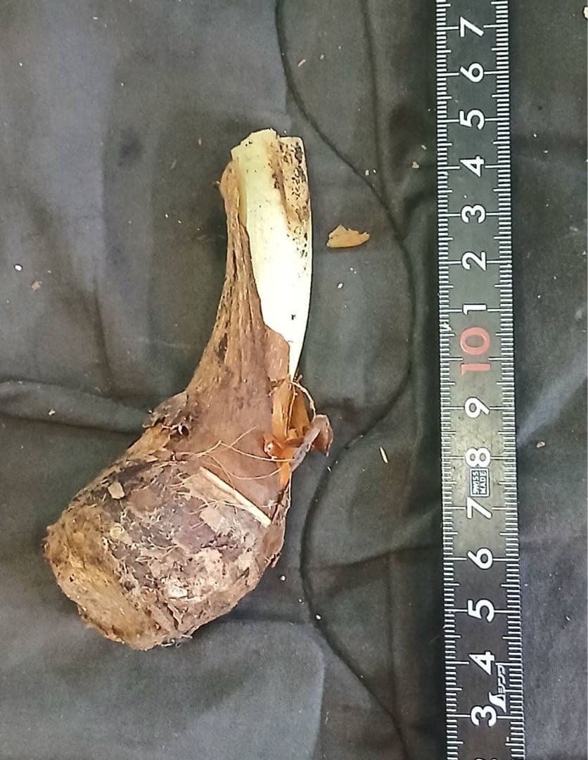 原種 世界最大 アロカシア ロブスタ サトイモ科 アロイド パルダリウム