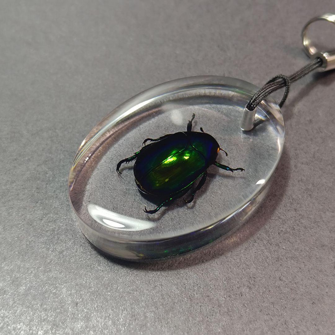 せぼっと様専用 コガネムシ レジン封入標本 - メルカリ