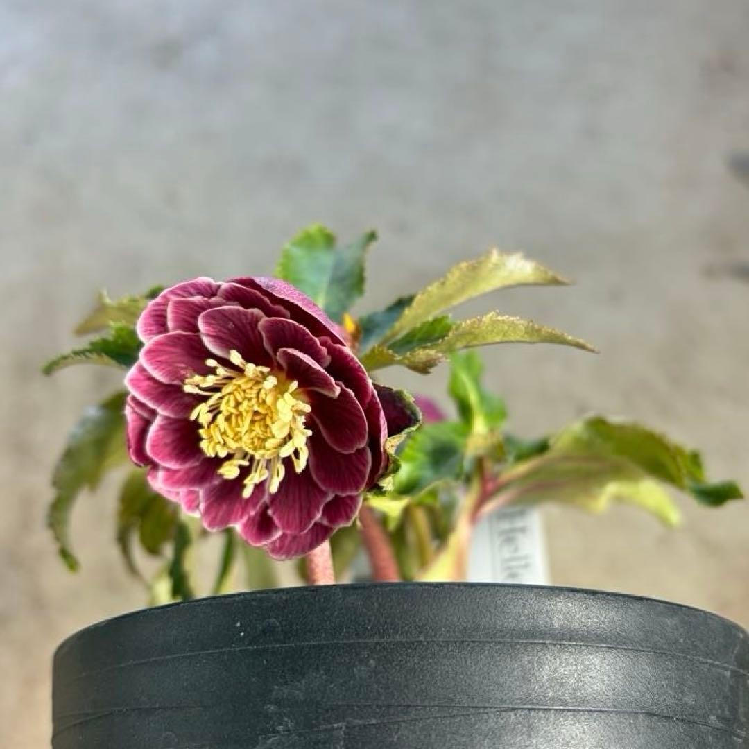 N*所様 クリスマスローズ　開花株　広瀬園芸 2025.3.13 * クリスマスローズが咲き始めました #ピンクニゲル #広瀬