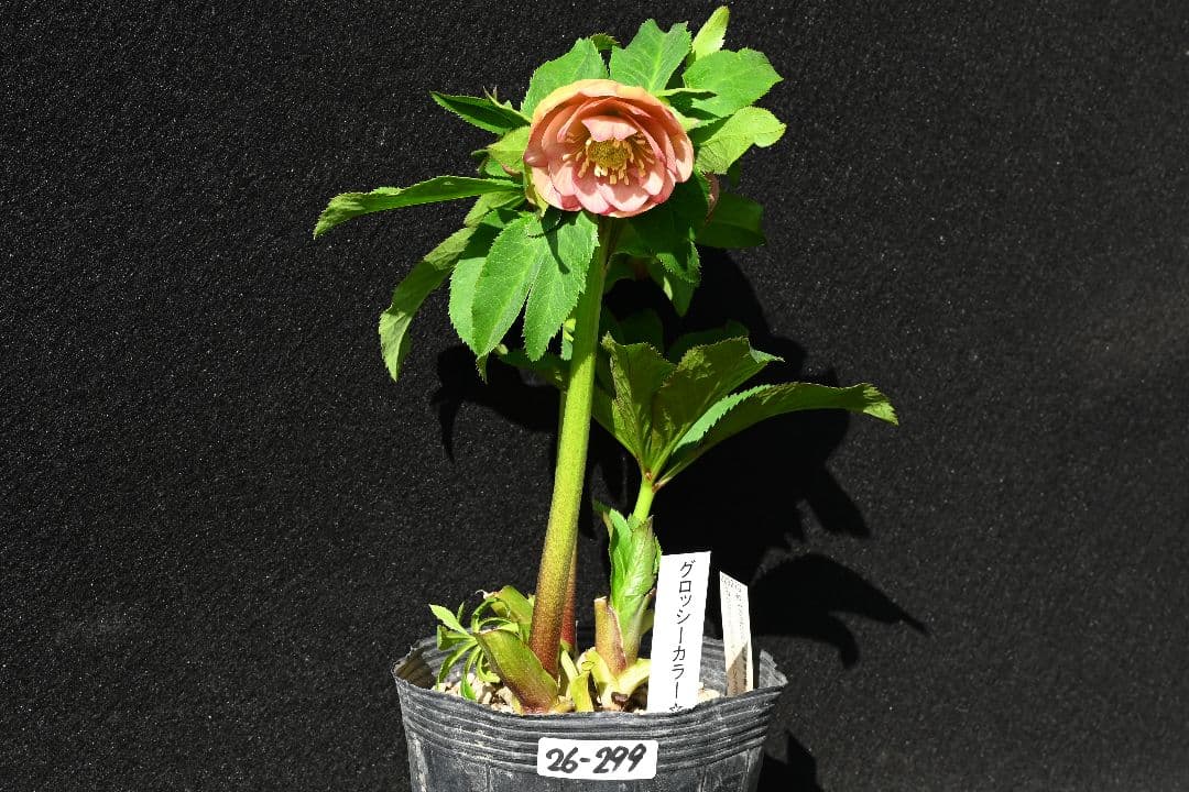 クリスマスローズ 認定グロッシーカラー アプリコット 加藤農園 - メルカリ