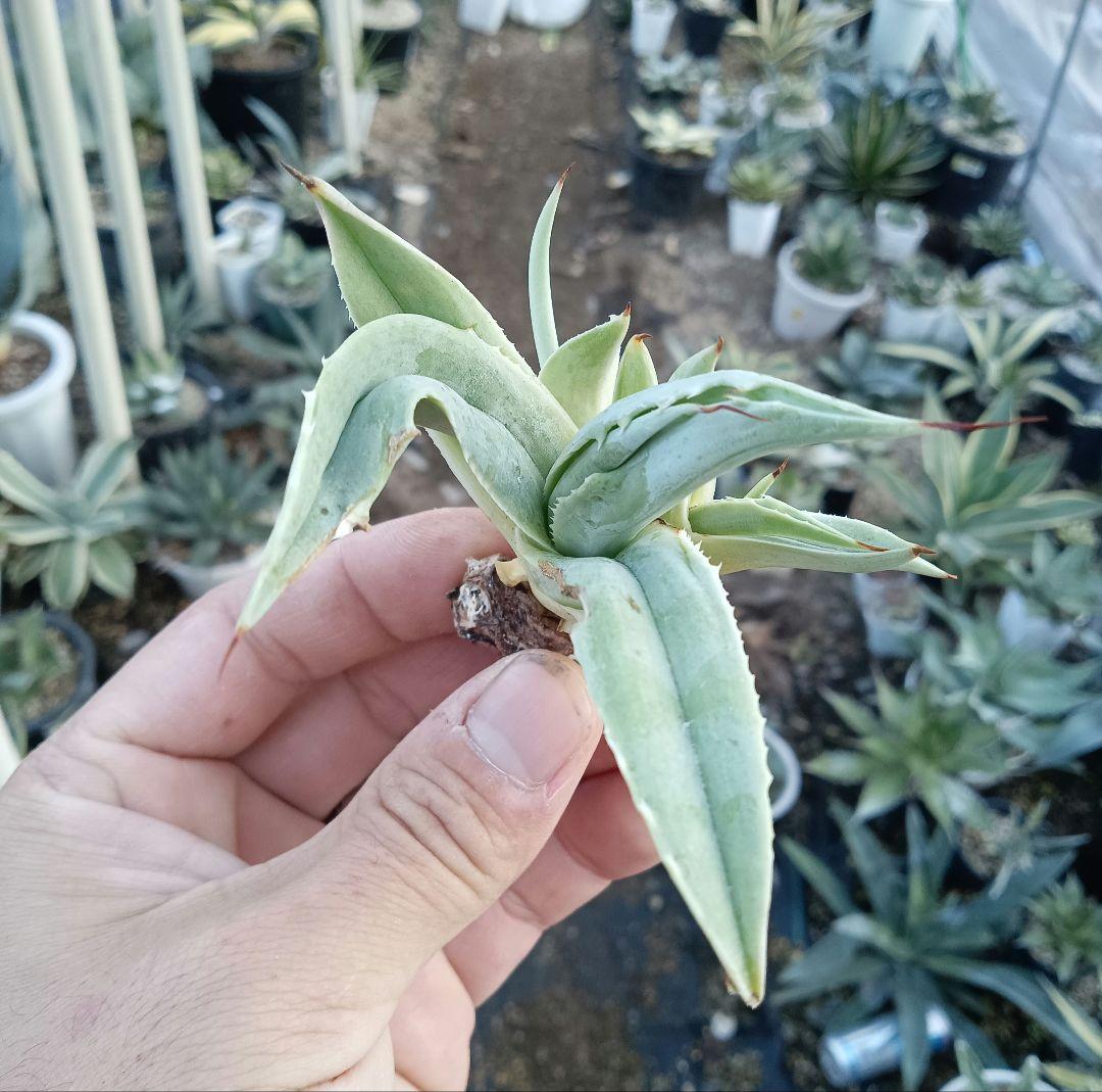 アガベ オバティフォリア 斑入り パリー パラサナ モンタナ シャウィ