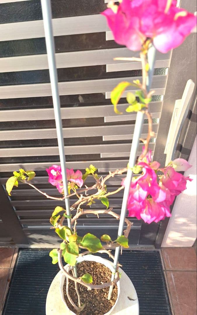 ブーゲンビリア No105 らくらくメルカリ便発送‼️ - メルカリ