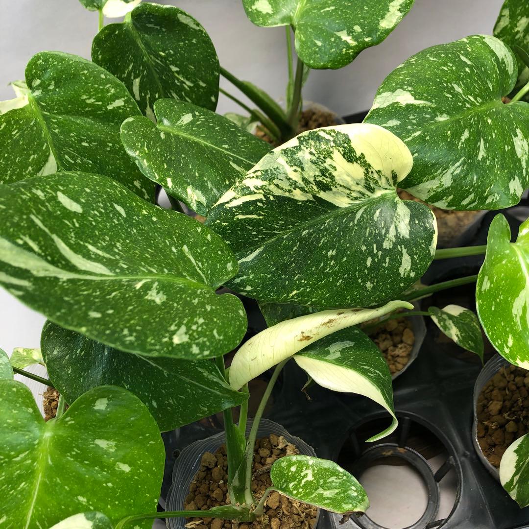 ms102 10株セット【特別選抜】モンステラ・タイコンステレーション
