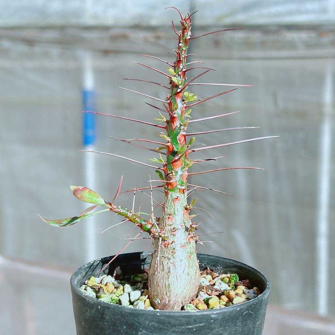 【早い者勝ち★国内実生株！】　フォークイエリア　プルプシー　鉢のまま発送　95