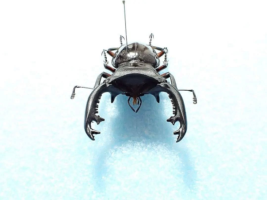 標本】インペリアリスツヤクワガタ パラワン島産 65.7ミリ 野外品