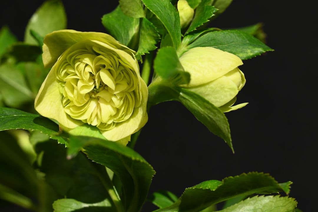 クリスマスローズ 認定！ 毬姫 加藤農園 - メルカリ