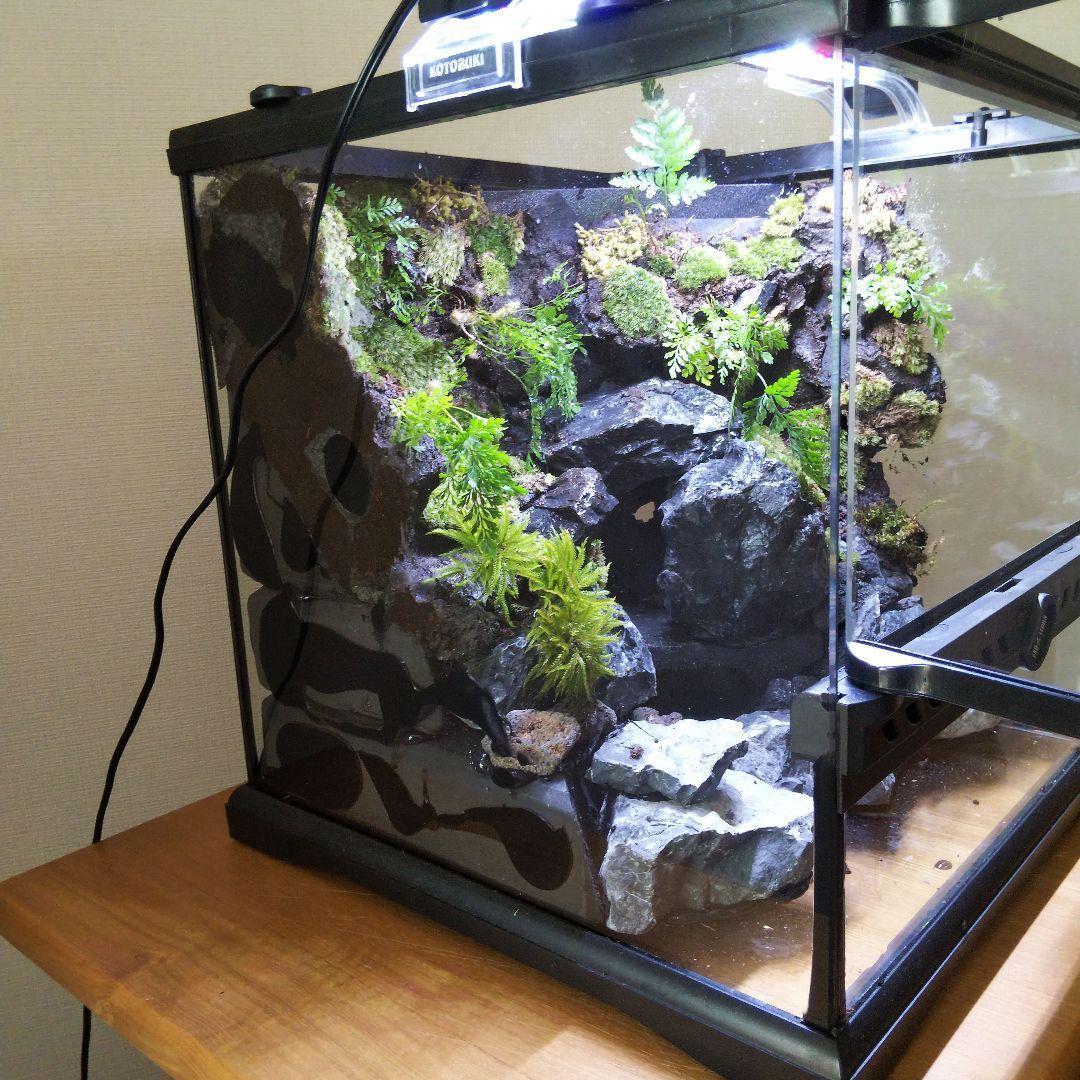 受注生産】グラステラリウム3030 イモリウム 苔テラリウム アクア