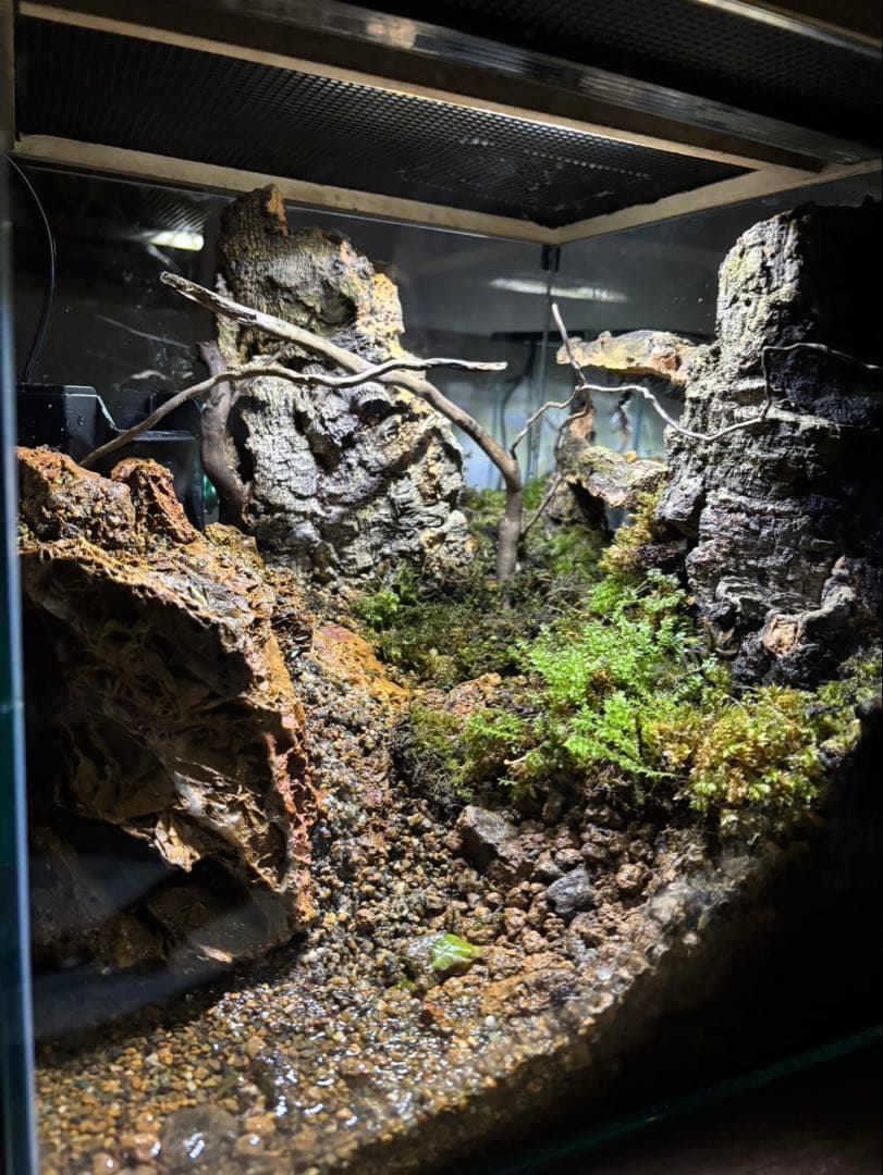 【滝の流れるアクアテラリウム】 30cmキューブガラス水槽レイアウト 滝が流れる小型渓流水槽】30センチアクアテラリウム ～How to make a