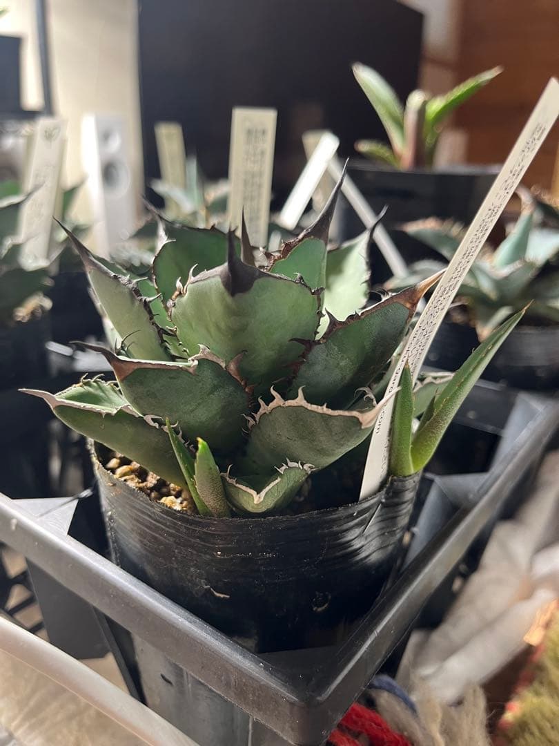 ワン太郎様専用アガベ 9個セット販売 シーザー パンダ ライオンズ