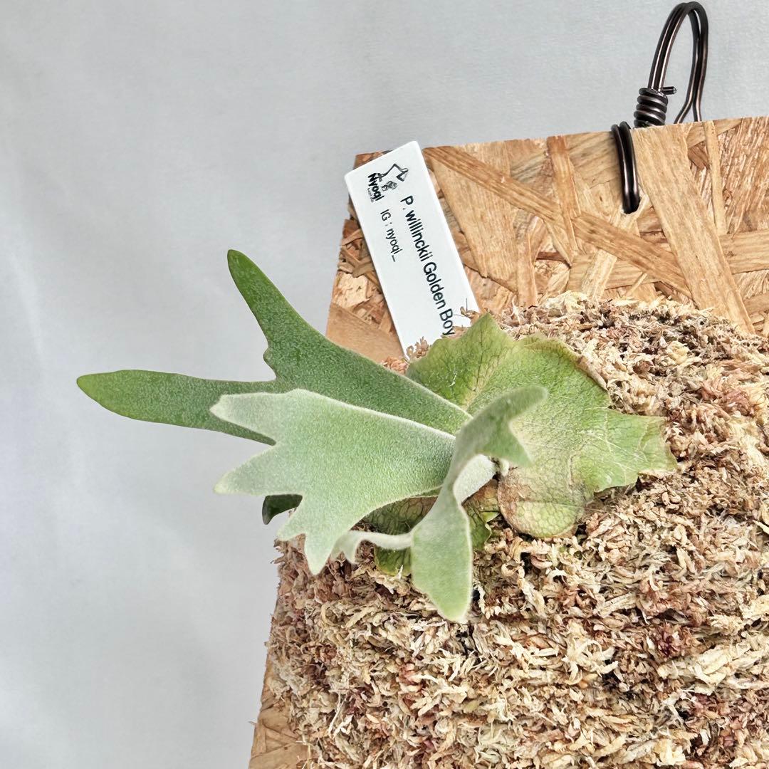 P. wilinckii Golden Boy spore【1】 - メルカリ