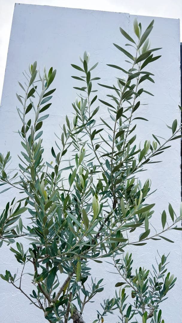超美形。古木 仕立てオリーブ シプレッシーノ1.7M(鉢底から)